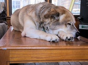 19th Feb 2011 - Coffee table dog