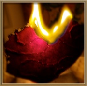 20th Feb 2011 - Heart's Aflame