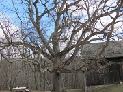 19th Feb 2011 - Big Oak Tree