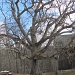 Big Oak Tree by julie