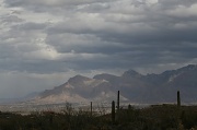 19th Feb 2011 - Tucson