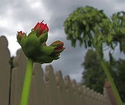 20th Feb 2011 - Arty geranium