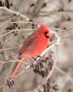20th Feb 2011 - Cardinal