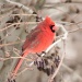 Cardinal by maggie2