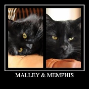 20th Feb 2011 - Memphis and Malley