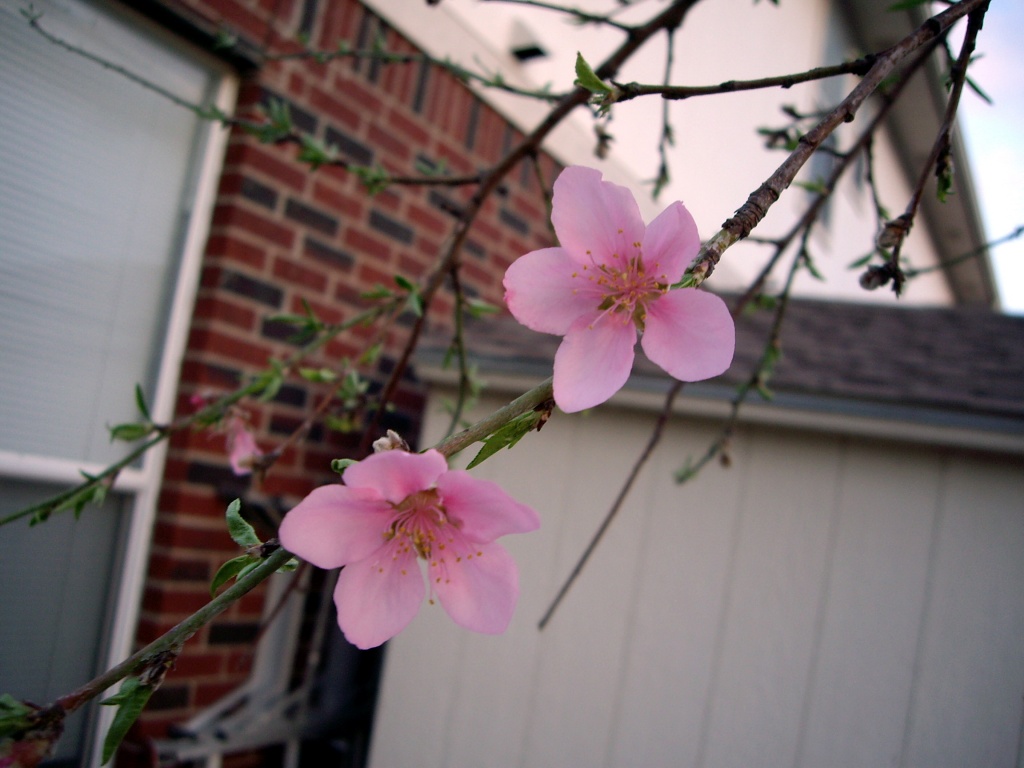Peach blossoms by ldedear
