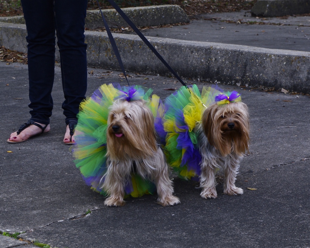 Dressed for the Mardi Gras parade by eudora