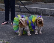 20th Feb 2011 - Dressed for the Mardi Gras parade