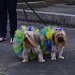 Dressed for the Mardi Gras parade by eudora