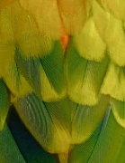 21st Feb 2011 - Chicken wings