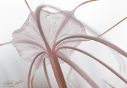 21st Feb 2011 - Spider Lily