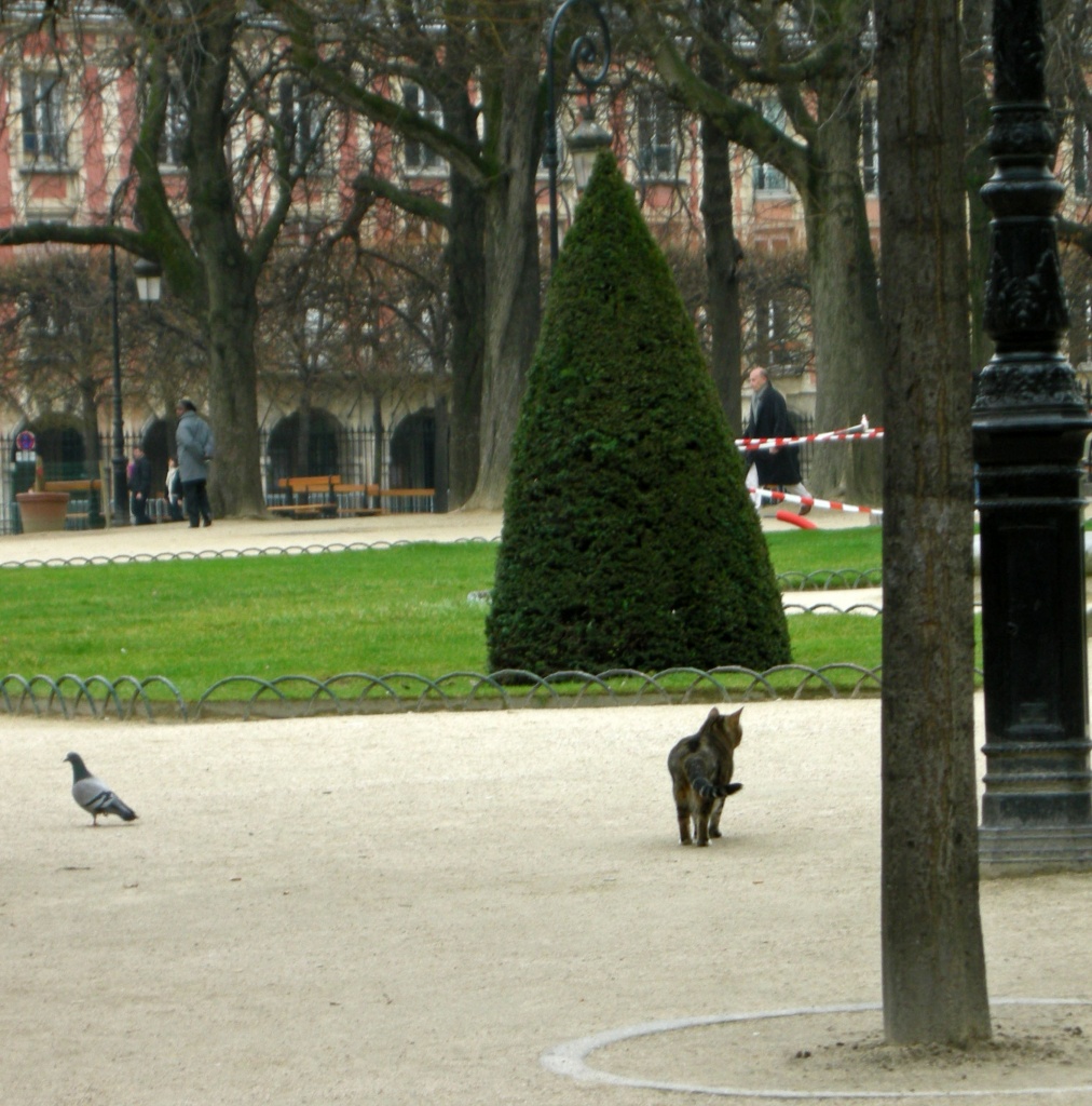 The cat who strolls place des Vosges by parisouailleurs