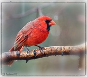 20th Feb 2011 - Rainy Days and Red Birds