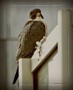 15th Feb 2011 - Falcon?