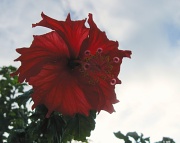 22nd Feb 2011 - Red Hibiscus