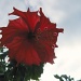 Red Hibiscus by mozette
