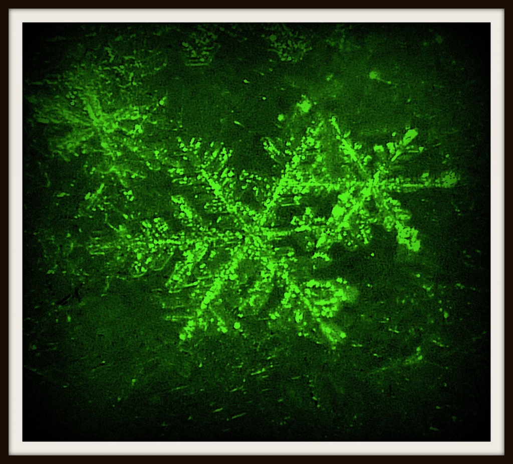 Neon Snowflake by denisedaly