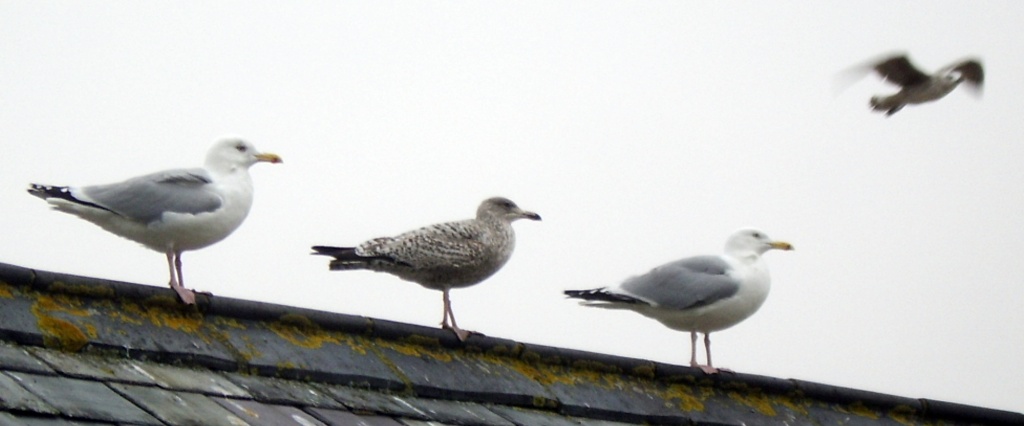 Seagulls at Aldeburgh by karendalling
