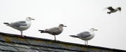 21st Feb 2011 - Seagulls at Aldeburgh