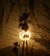 22nd Feb 2011 - Sunset In Silhouette