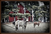 22nd Feb 2011 - Horse Barn II