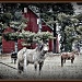 Horse Barn II by bluemoon