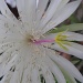 Moonlight Cactus flower by loey5150