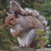 Squirrels  by judithdeacon
