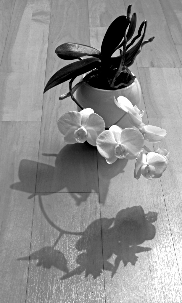 HIGH CONTRAST ORCHID by phil_howcroft