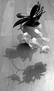 23rd Feb 2011 - HIGH CONTRAST ORCHID