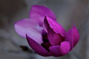 23rd Feb 2011 -  Tulip Magnolia