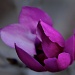  Tulip Magnolia by eudora