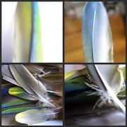 24th Feb 2011 - Feather collage