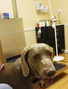 15th Feb 2011 - Doggie Dermatologist