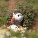 Puffin at burrow by judithdeacon