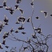 Birds scattering by sabresun