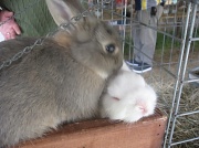23rd Feb 2011 - Sandwich Fair bunnies