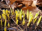 24th Feb 2011 - Looking for Signs of Spring