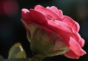 20th Feb 2011 - Camellia