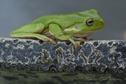 25th Feb 2011 - Frog on Pond