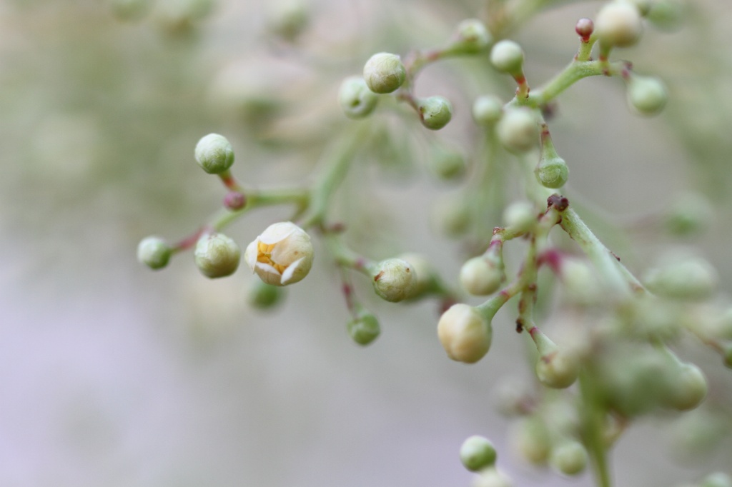 buds by orangecrush