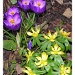 crocuses and aconites  by judithdeacon
