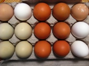 25th Feb 2011 - Green Eggs!