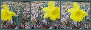 26th Feb 2011 - Daffodil in the Wind