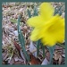 Daffodil in the Wind by allie912
