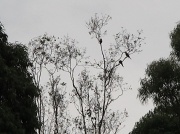 26th Feb 2011 - Lorikeet tree