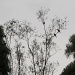Lorikeet tree by alia_801