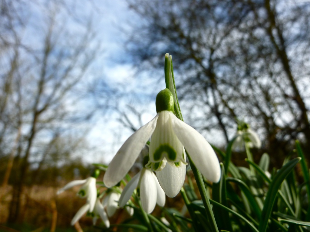 Snowdrops in the Sun by helenmoss