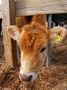 26th Feb 2011 - Hazel the Cow