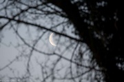27th Feb 2011 - Trees and the moon